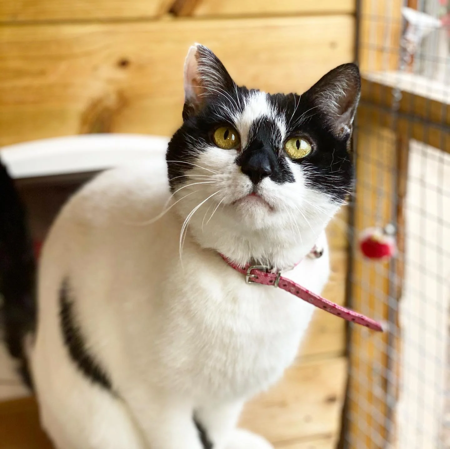 Luxury Cattery in Essex
