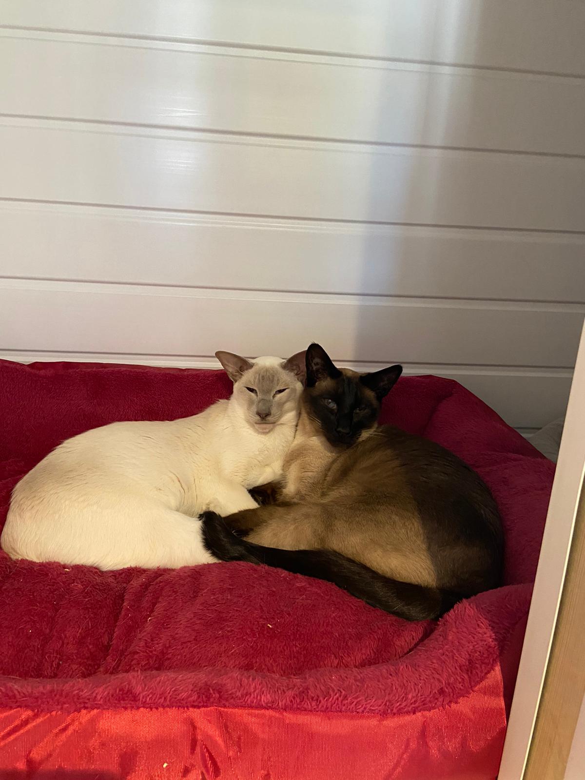 Luxury Cattery in Hornchurch