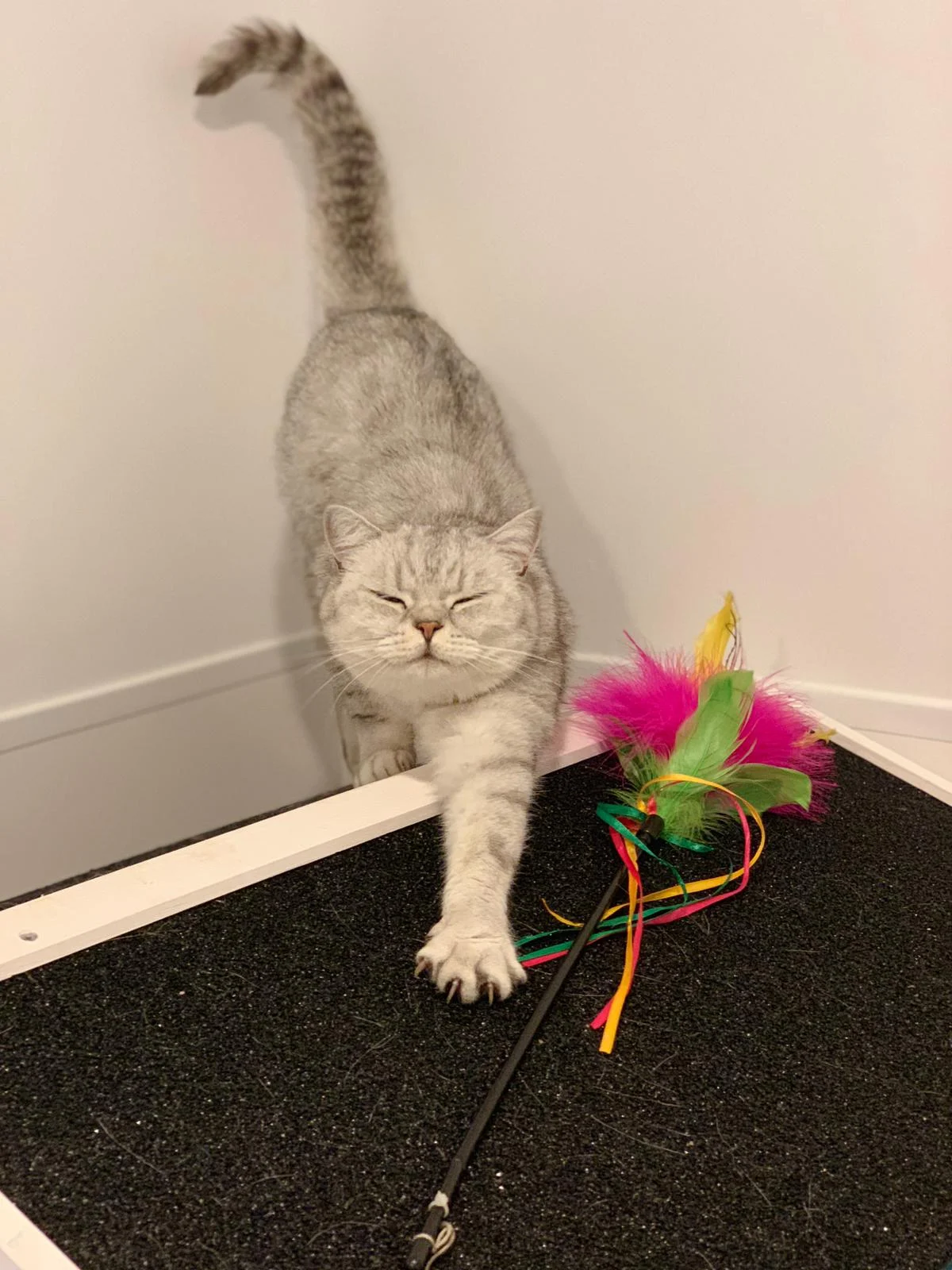 Luxury Cattery in Aveley