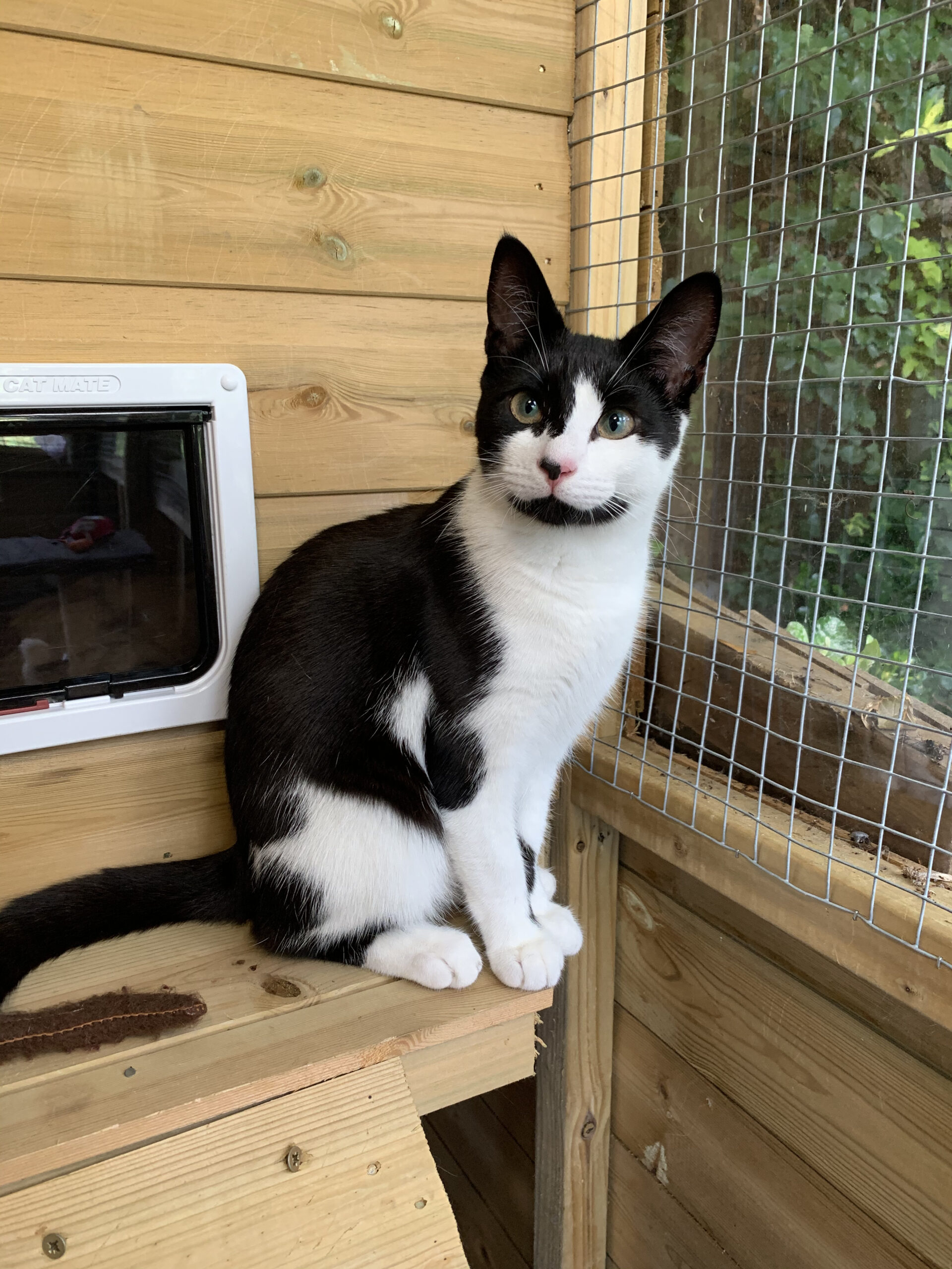 The Pussy Cat Hillton Cattert