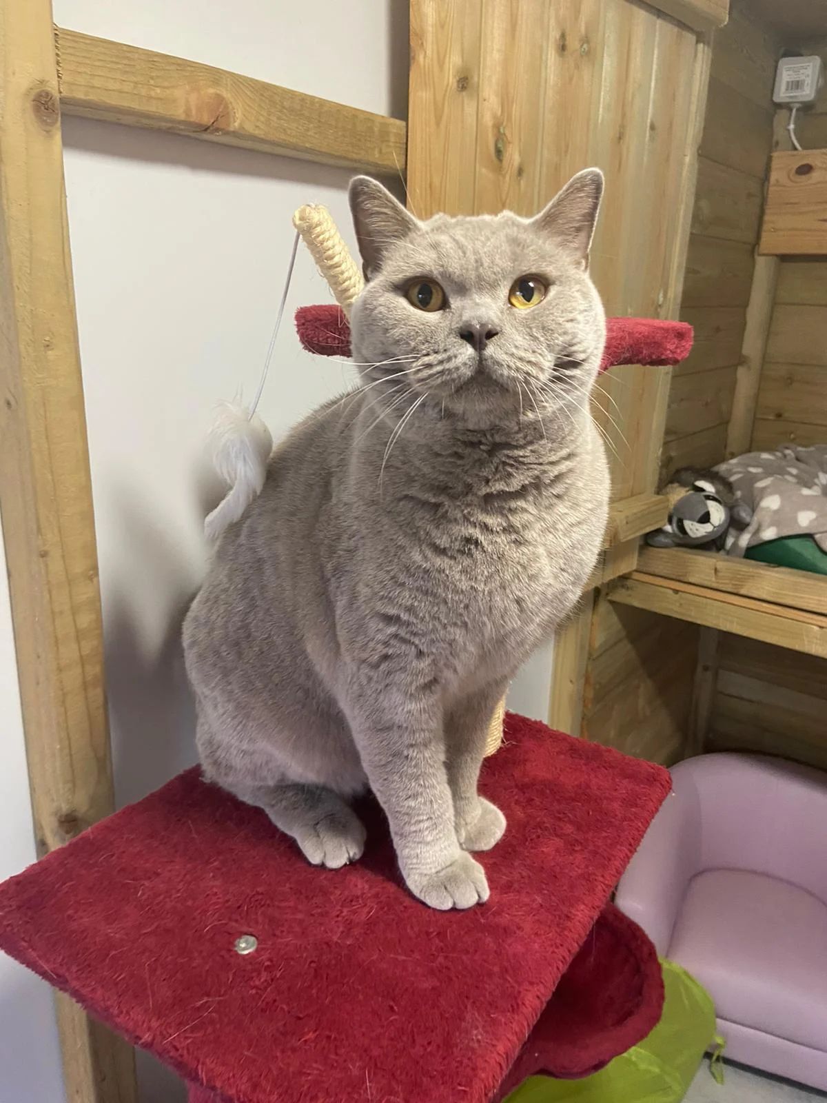 Grey British Shorthair sitting on a scratching post inside a cat suite