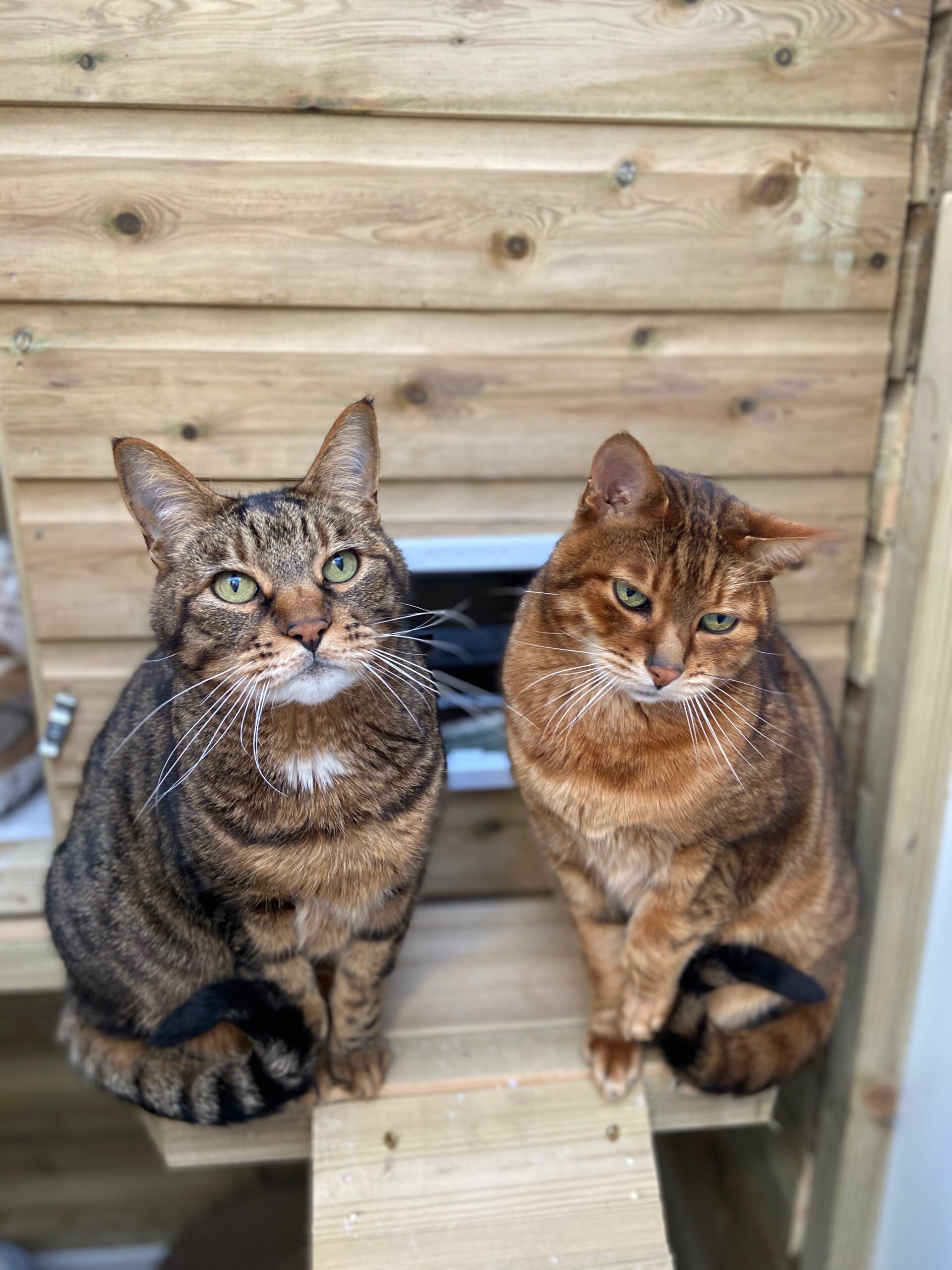 Luxury Cattery in Romford
