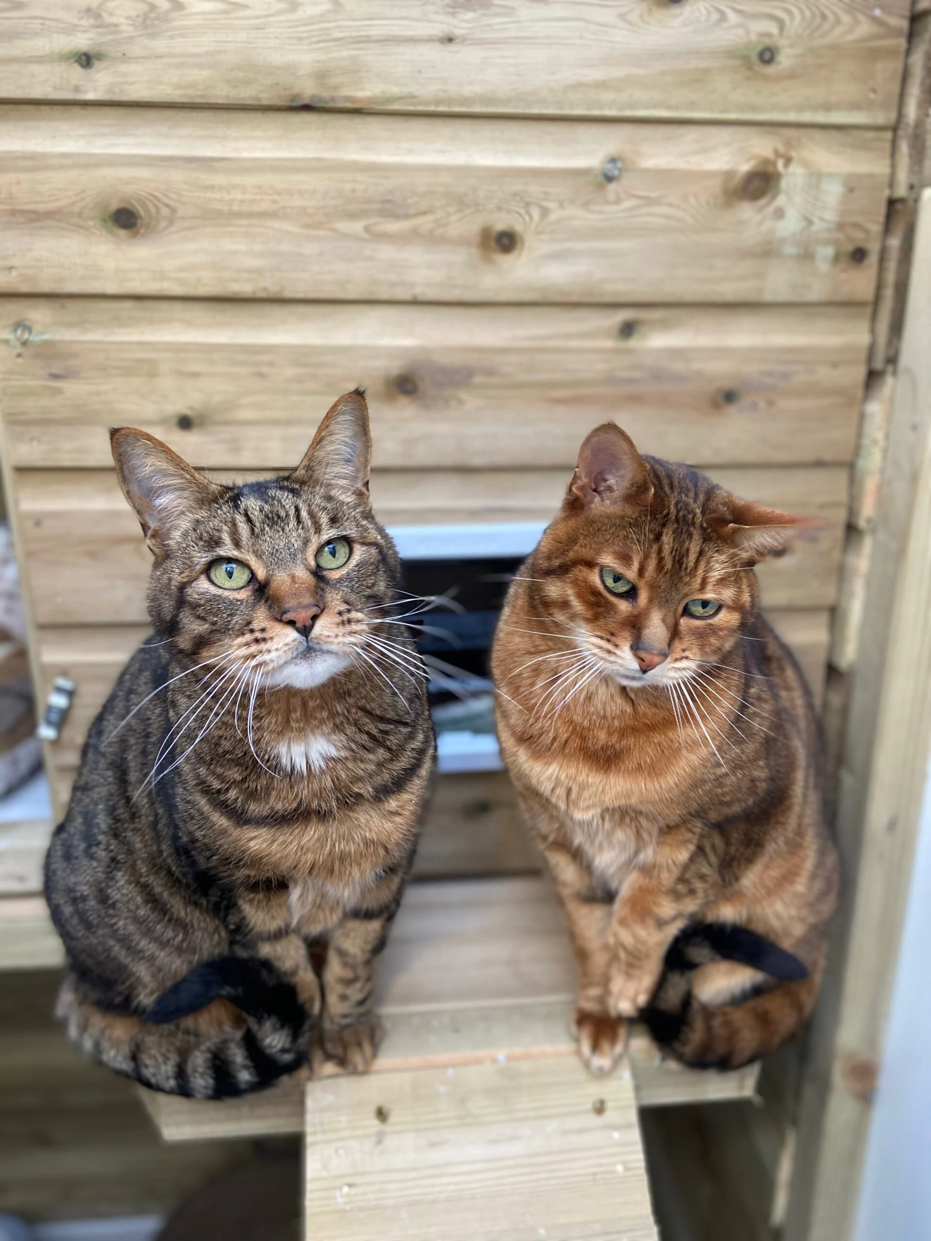 Luxury Cattery in Romford