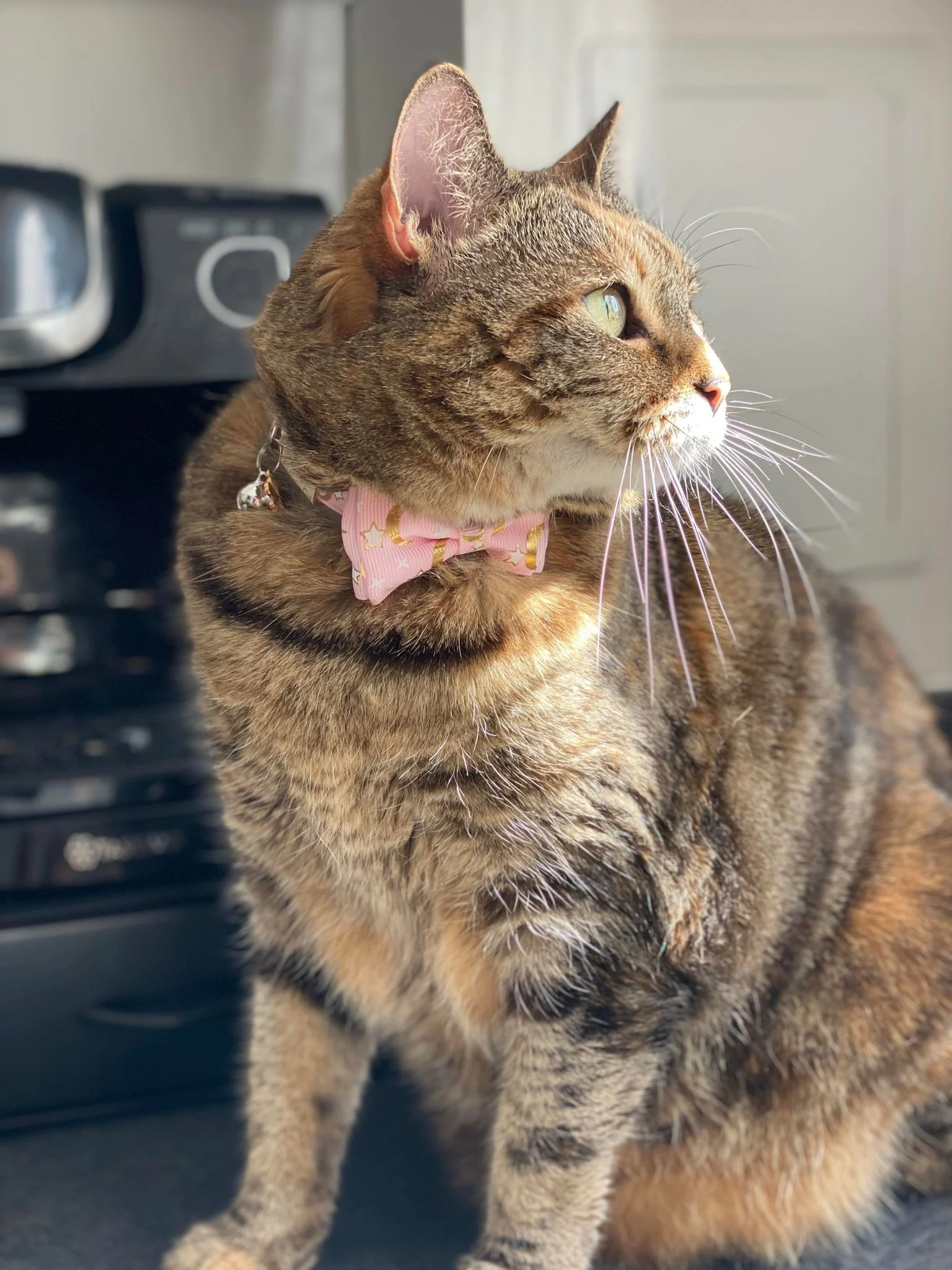 Our 'Lola' collar is a gorgeous pink and gold smothered in moon and star print!

This collar is decorated with a matching bow, silver bell and a pink flower charm. It has been stamped with our leather 'Pussy Cat Hillton' or 'I am Loved' signature.