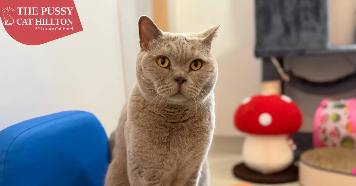 Cat photos from cattery