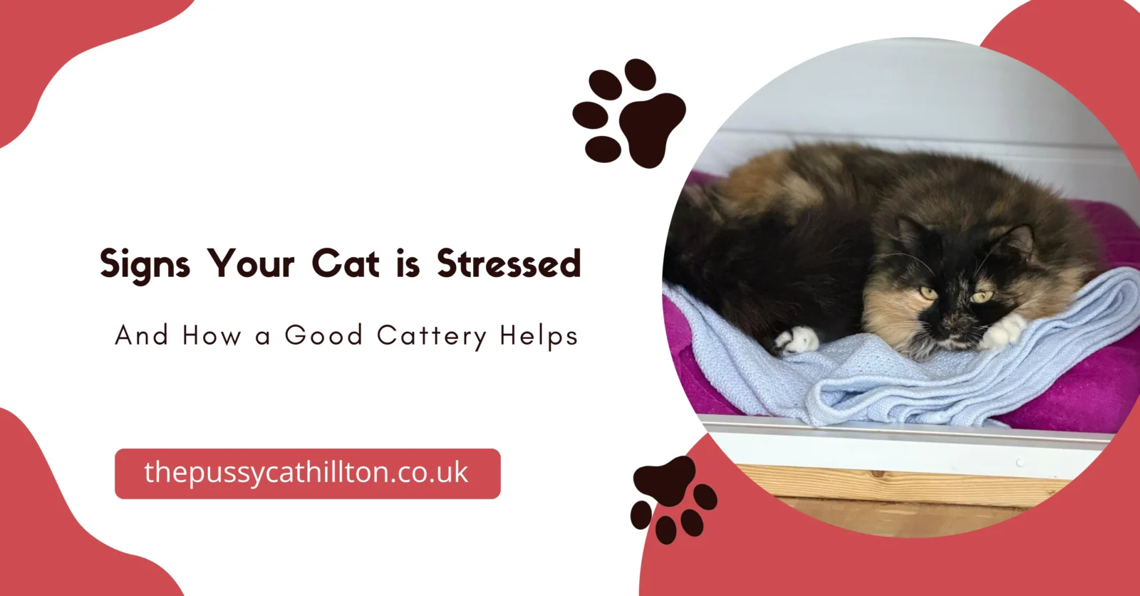 Cat Stressed Sign