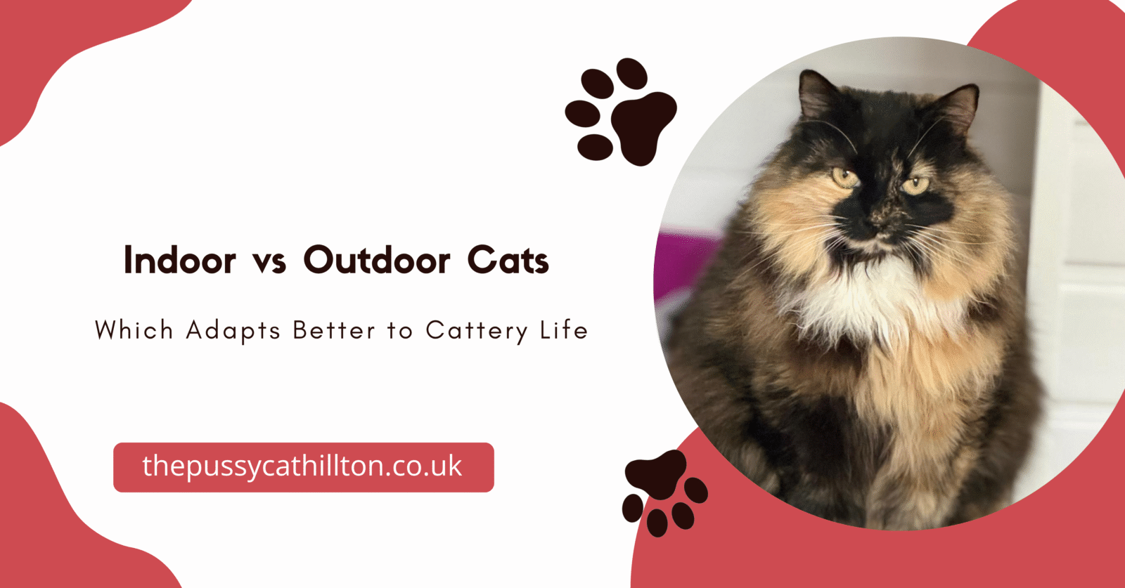 Indoor vs Outdoor Cats