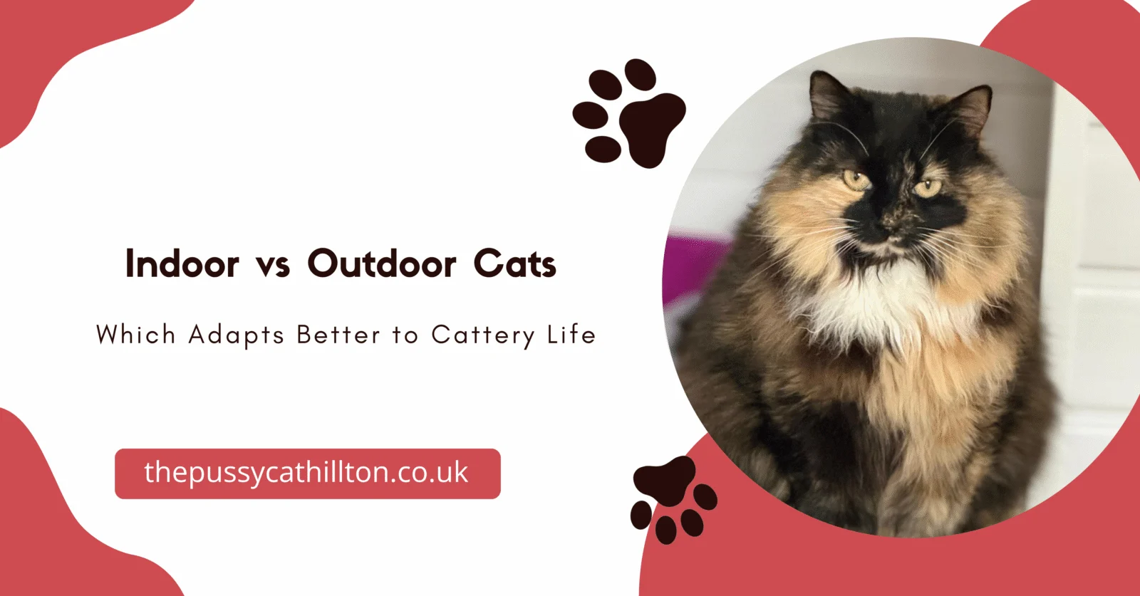 Indoor vs Outdoor Cats