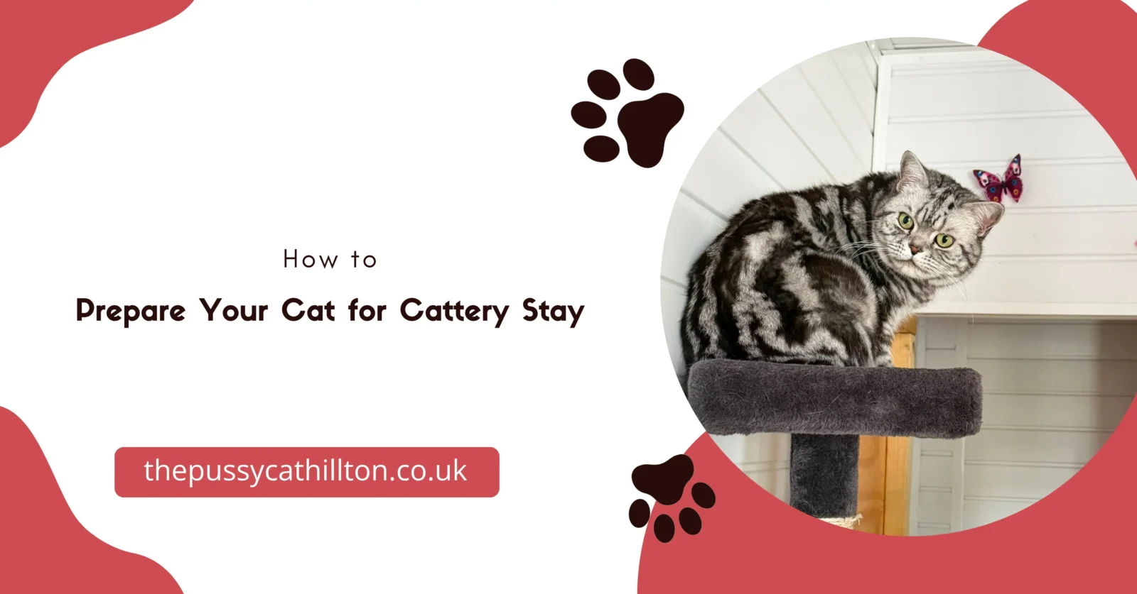 Prepare Your Cat for Cattery Stay